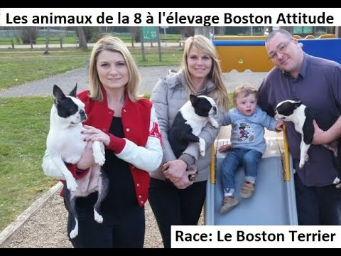 Vidéo: Race De Chien De Race Boston Terrier Hypoallergénique, Santé Et Durée De Vie