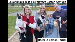 Race de chien le Boston Terrier: caractère, vie de famille, comportement, santé de ce chien de race