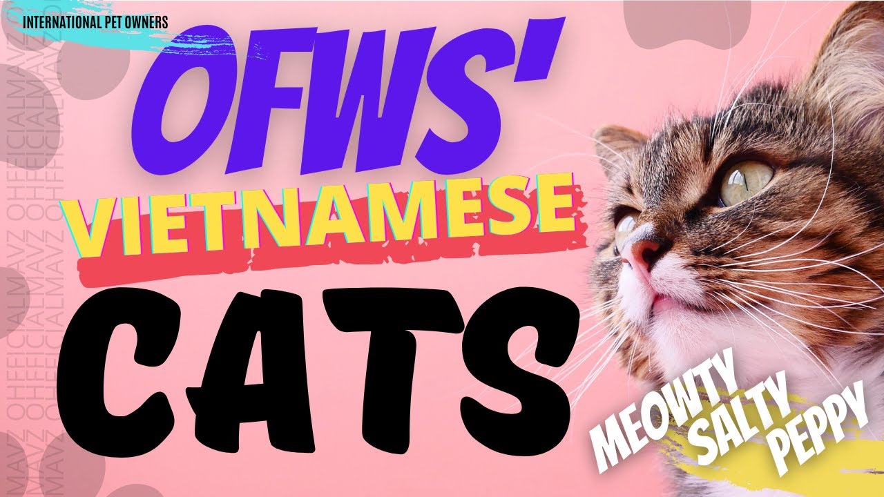 OFWS' VIETNAMESE CATS (A Tribute to Peppy) I VIETNAMESE CATS I April 25