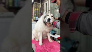 Belle ベル #greatpyrenees #todaysrunrun #グレートピレニーズ #今日のルンルン