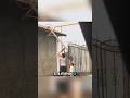 Estos niños conmovieron a todos al salvar a un Gatito. #gatos