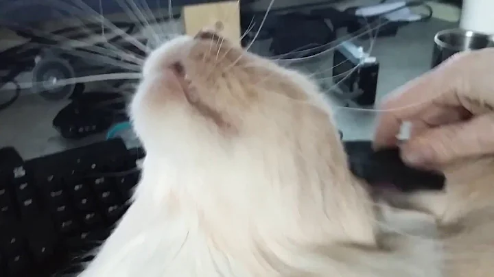 Watch the video about Maine Coon Cat Compilation