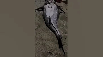 Nguva Samaki Mtu Apatikana Katika Ufuo Wa Bahari Hindi Kule Diani Mombasa Kenya 