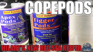 Adding COPEPODS to Your Saltwater Aquarium - Hilary