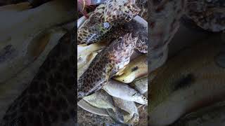 ka #pretty sa #catch namo na #fish #fishing #seafood #fishnets #ocean