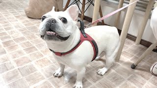 すっとぼけ寝起きからの動物病院【フレンチブルドッグ frenchbulldog】