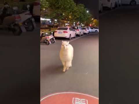 حيوان اللاما اجمل كائن على الأرض سبحان الله