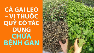 CÀ GAI LEO VỊ THUỐC QUÝ CÓ TÁC DỤNG CHỮA BỆNH GAN