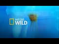 Nat Geo Wild RO Continuarea Graficii 2014 2019 