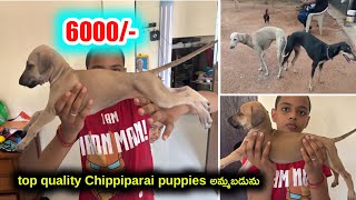 top quality Chippiparai puppies for sale in telugu/ 90590 80363 /aj pets