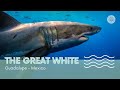 (HD) Gran Tiburón Blanco en la Isla de Guadalupe - México (buceo en jaula) (subtitles)