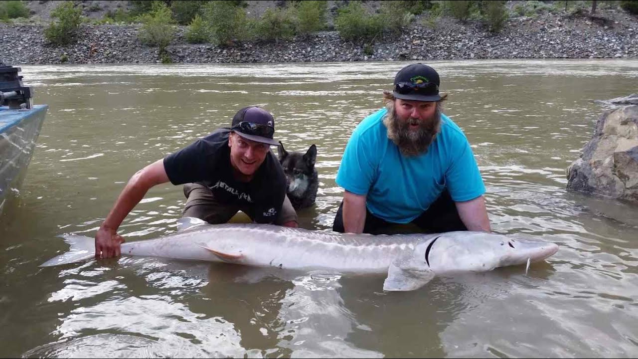 Chum Salmon Fly Fishing Trips Best in British Columbia Canada