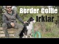 Köpek Irkları - Border Collie