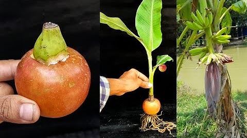Unique Skills Growing Banana Trees From Seeds And Apple Tree From Fruit, How To Grow Bananas