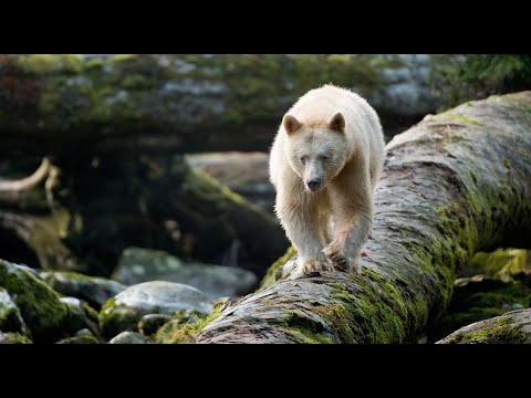 Video: Setelah 20 Tahun Memerangi Industri Penebangan, Great Bear Rainforest Dilindungi. Inilah Alasannya Mengapa Ini Merupakan Kemenangan Besar Bagi Konservasi. - Jaringan Matador