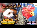 Saddar Rooster and Pigeons Market Pure Rooster Breed Pigeons And Teeter at Sunday Market Updates