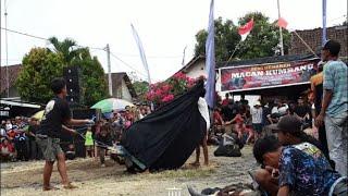 KENAREN BANTENGAN MACAN KUMBANG