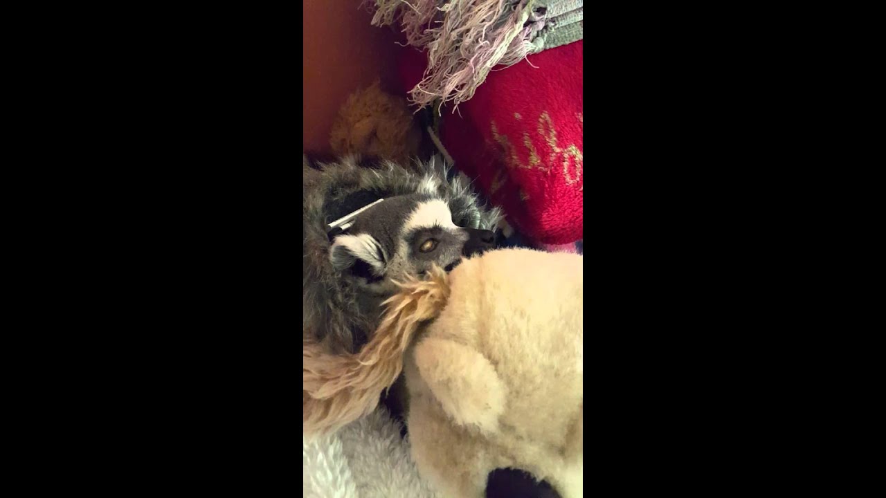 Very sleepy lemur! MrBean Lemur cuddles his toy
