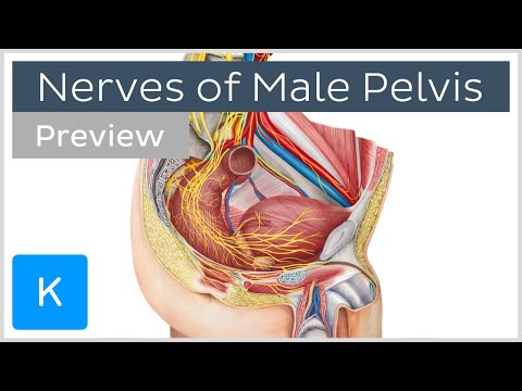 Nerves of male pelvis overview (preview) - Human Anatomy | Kenhub