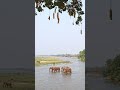 Mana Pools!!!