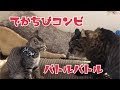 でかちびバトル ぎんvsはち。の巻【うちの子4にゃんず】