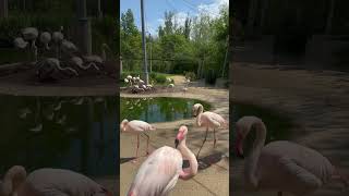Flamingo’s 🦩 #flamingo #zoo #cuteanimals #fyp #viral #europa #american #spring #amazing