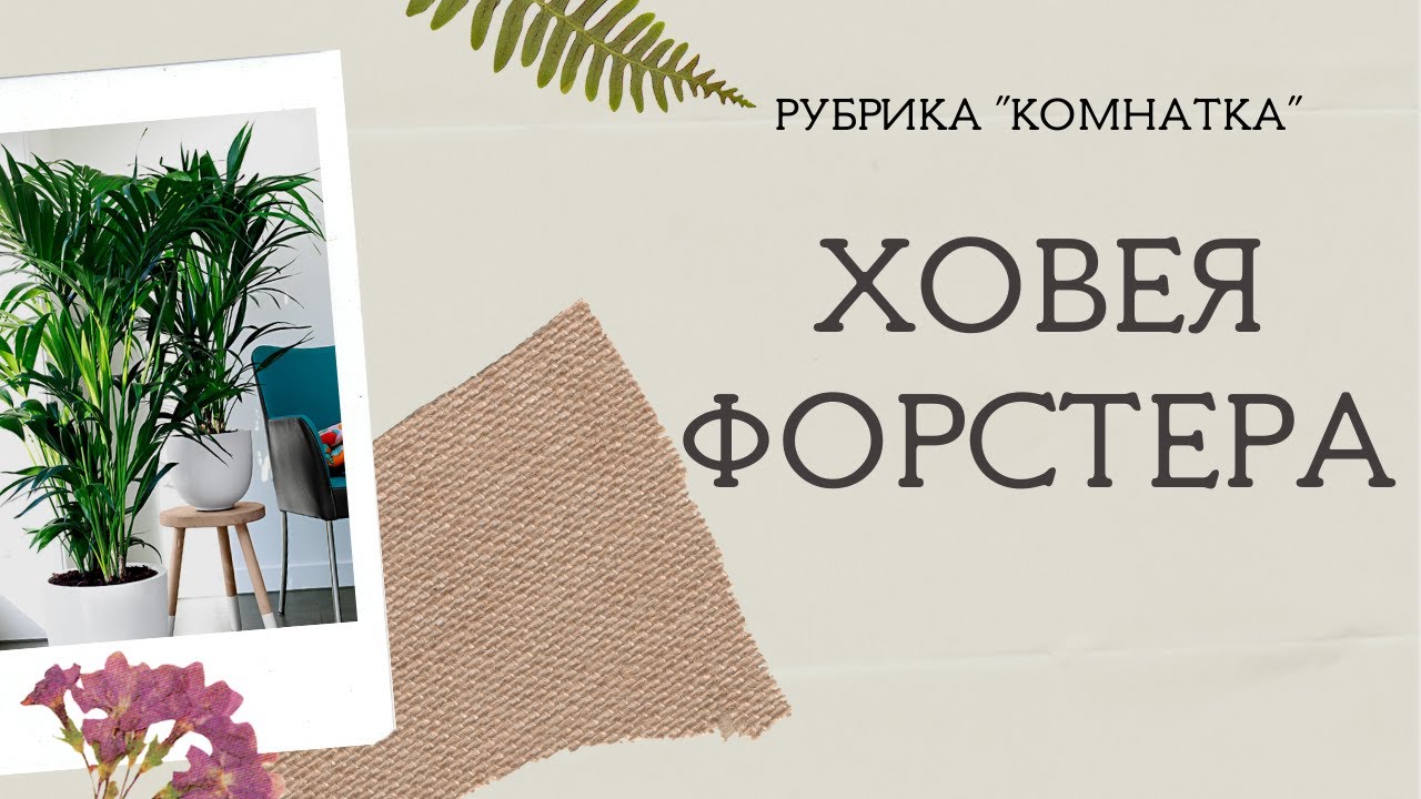 Комнатные растения: Ховея Форстера