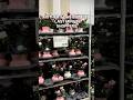 Last Minute Mother’s Day Gift from Costco | £11.98 | Potted Azalea