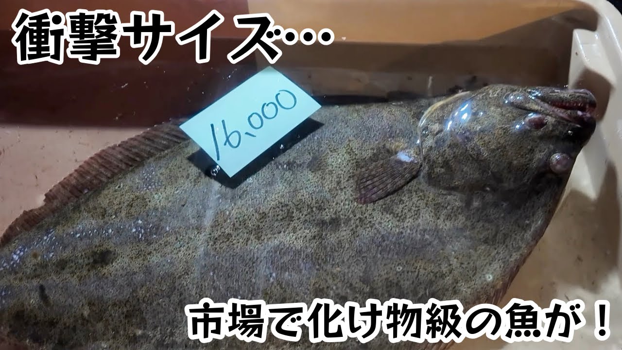 さかな さかな | 本村 浩之, 瀧 靖之 |本 | 通販 | Amazon