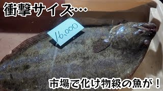 さかな Amazon | HONDEX(ホンデックス) 8.4型GPS魚探 HE-81GPII-Di (GPS