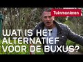 Is er een alternatief voor de buxus buxusmot schimmel check deze buxusvervanger