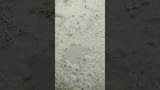 CIKGU KOTE MALAYSIA MELAWAT LADANG PENTERNAK IKAN BELACAK ALBANJARI
