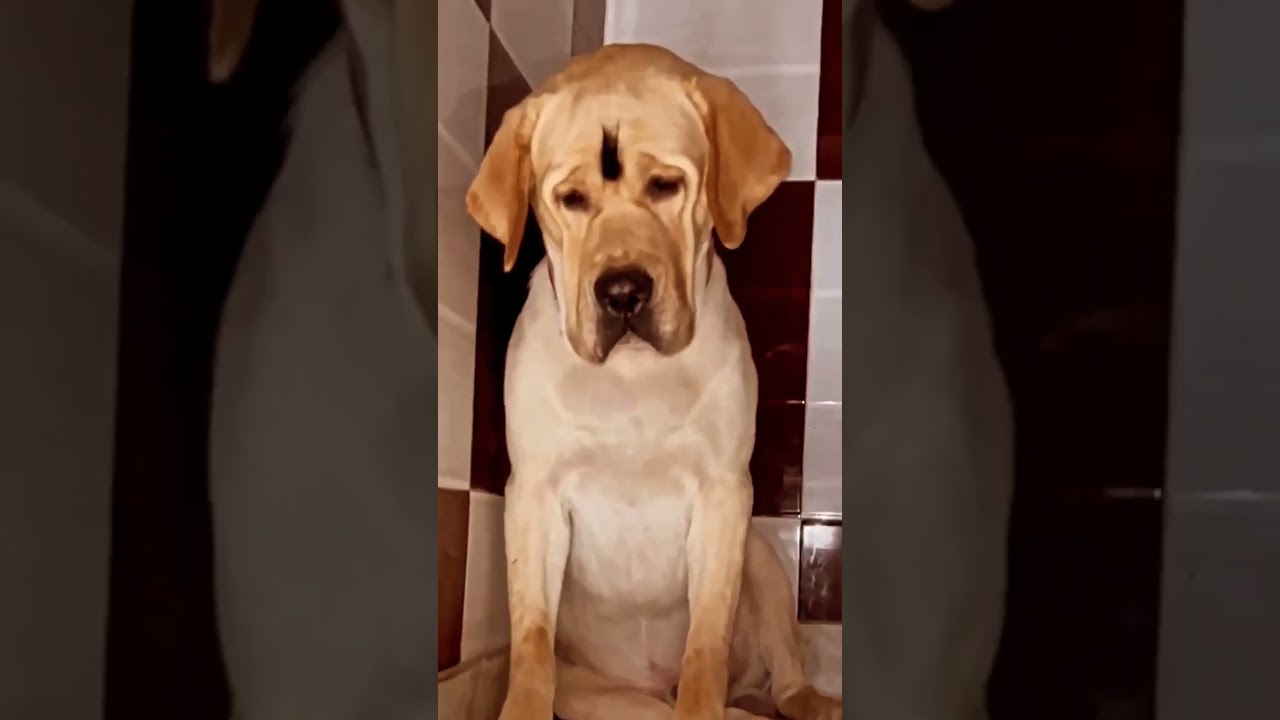 delhi rohini😘 stud service available chota raja son #shortsvideo #viral #shortvideo #puppy subscribe