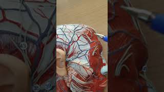 Baş ve boyun venleri