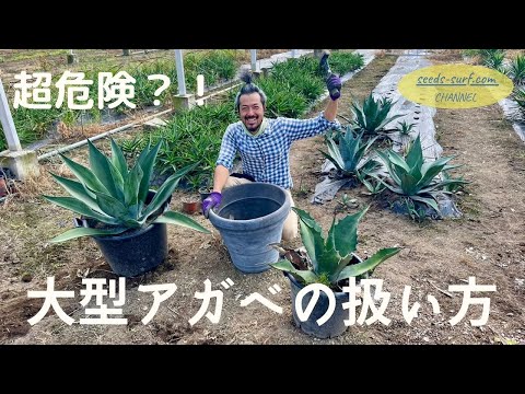 【職人技】大きいアガベの取扱い方を伝授いたします！