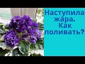 Полив фиалок в жару. Фитильный полив и верхний полив. Как правильно поливать.