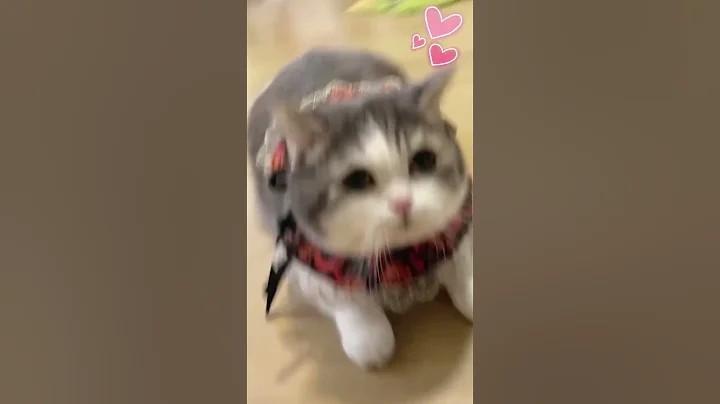 Video 7724981: cat cute baby pets, cat cute funny pet, cute little kitty