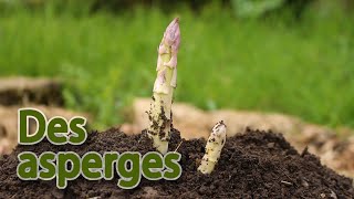 Growing asparagus, in 4 years