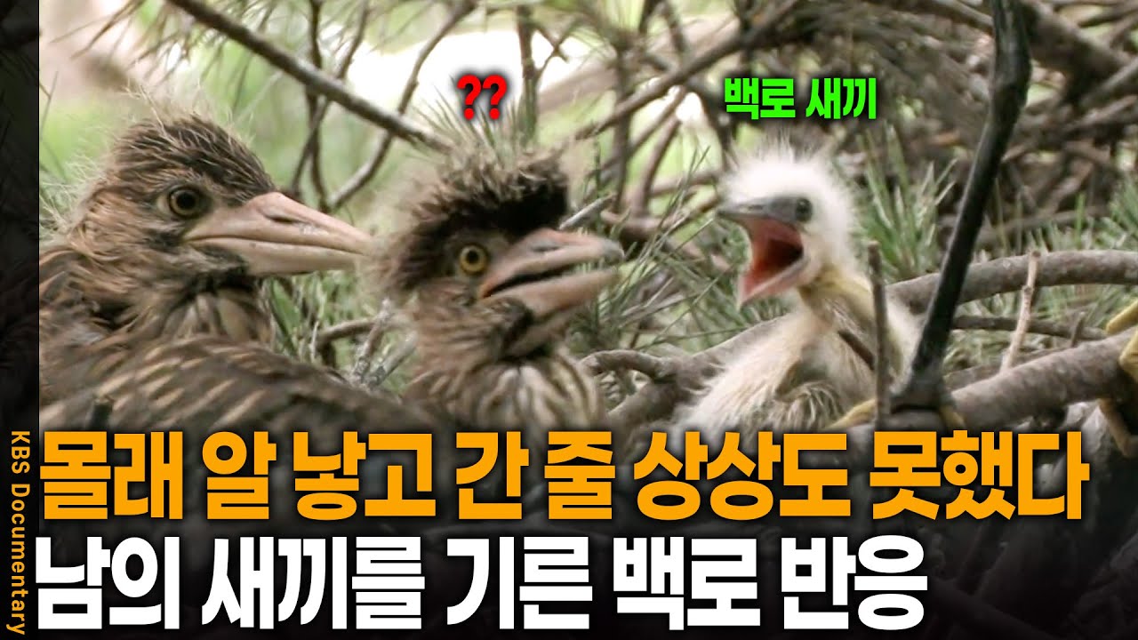 내 새끼가 아니었다? 백로 둥지에서 자라난 괴물 불청객의 정체 | KBS 환경스페셜 20080528 방송