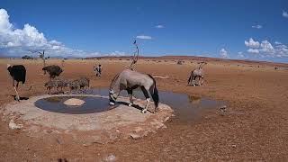 Episode 1 - 24 Hours at the Waterhole in 2 Minutes | NamibiaCam Timelapse