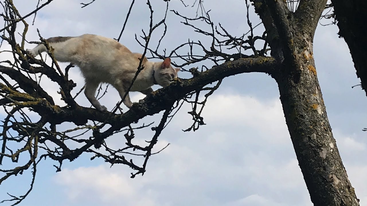 C5 Mon Chat Se Coince Dans L Arbre Youtube