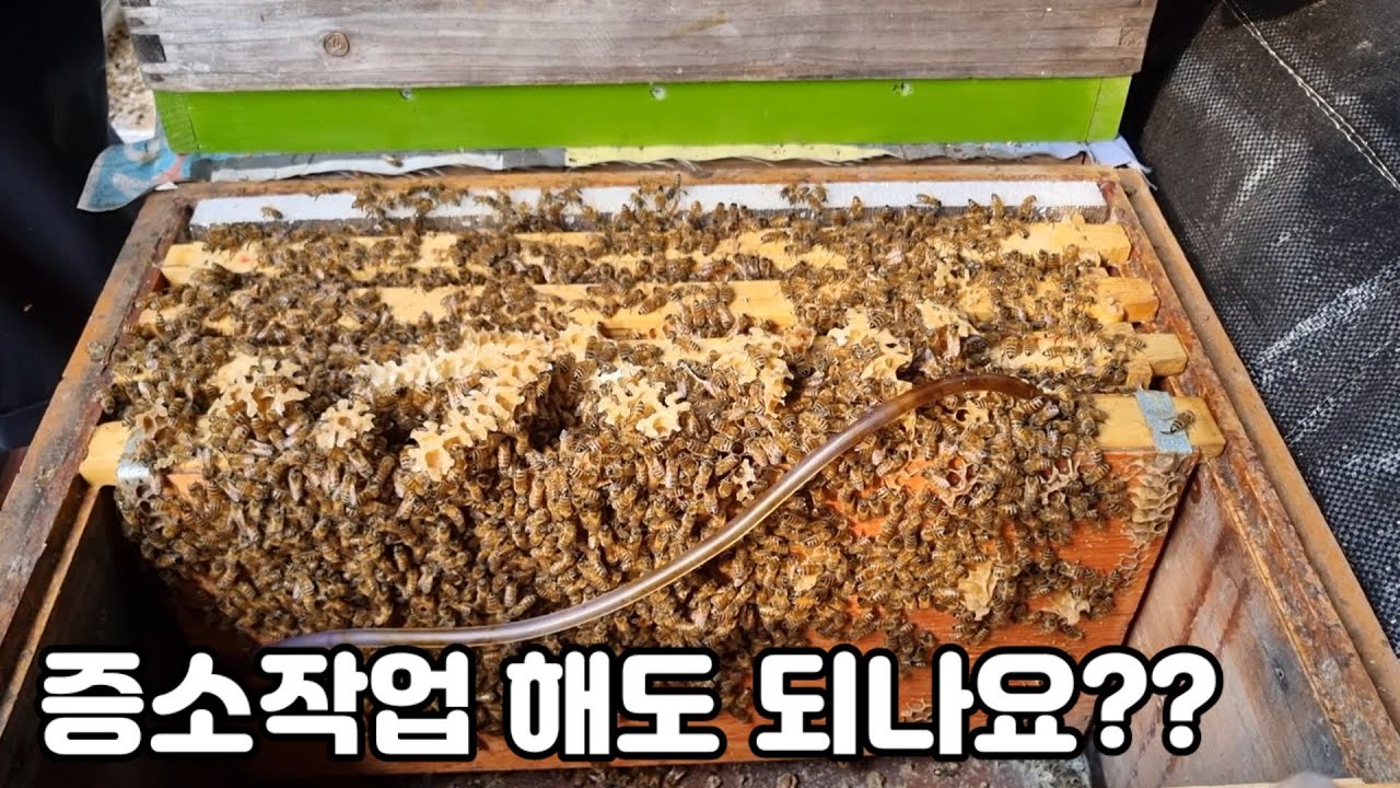 3월 4일 이정도면 증소작업 해도 되겠지??