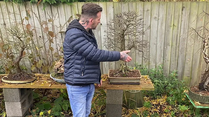 My Bonsai Garden In Autumn