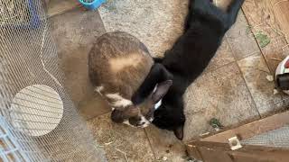 Kitten Hugs &amp; Grooms Favourite Bunny While Other Bunny Jealously Guards His Spot