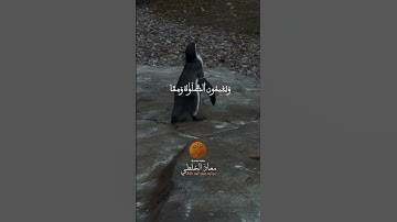 تلاوة مؤثرة بصوت معاذ الخلطي 📖🌙#تلاوة_القرآن #تلاوات_مؤثرة #القرآن_الكريم