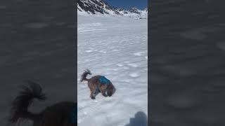 Cavapoo chases off wolfdog in Alaskan backcountry