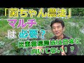 「菌ちゃん農法」マルチは必要？炭素循環農法は日本にはむいてない！？
