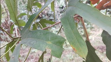 tiết lộ những bài thuốc quý từ cây vú bò. thaoduocviet