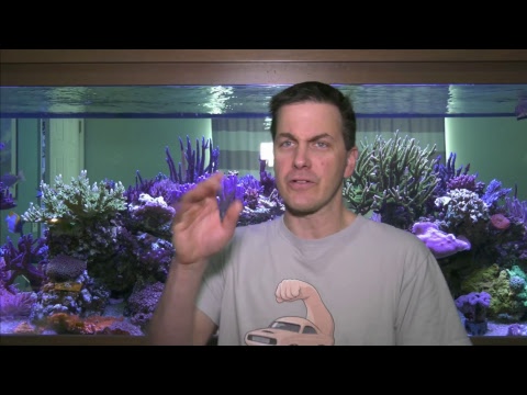 saltwater sushi & burger Midday Monday Q&A w/Mr. Saltwater Tank
