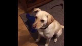 Mlg Dog Roasts Young Boy